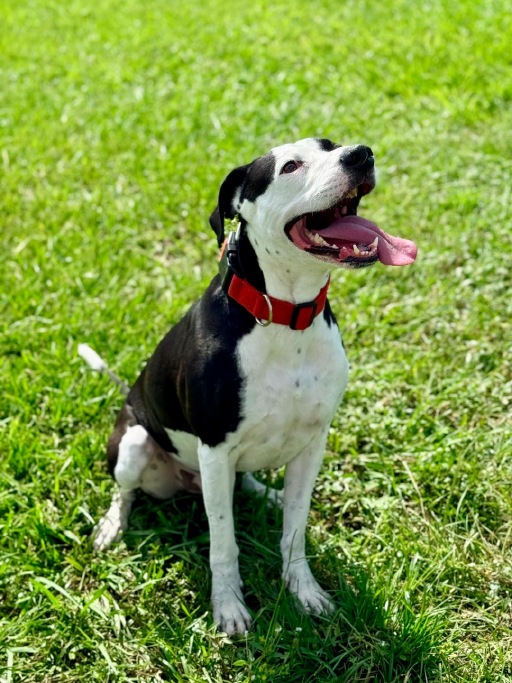 Bruno, photo 4 of 6
