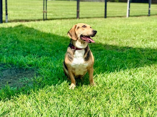 Bella, photo 5 of 5